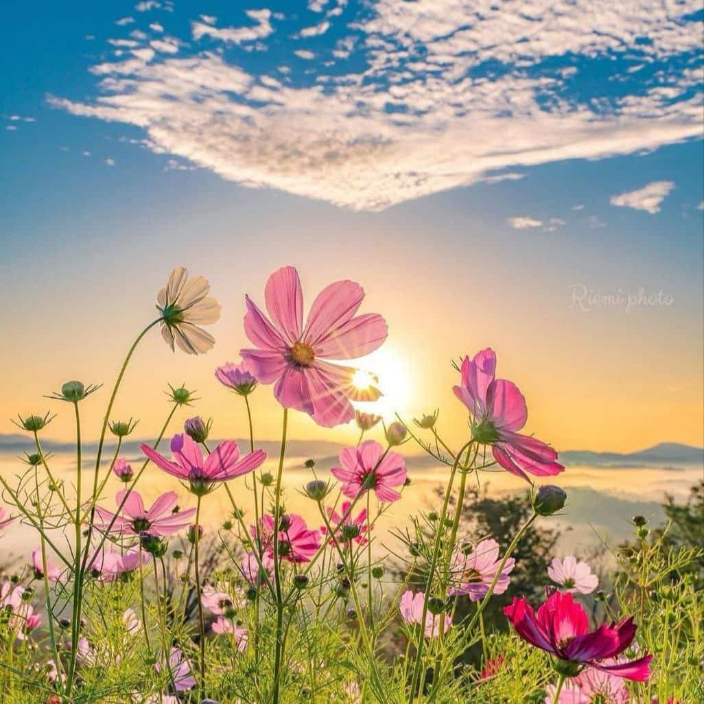 دانلود ریمیکس اما چه خوشه والله بنفشه در فصل بهار